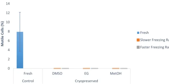 Figure 8  – Percentage of  motile cells in  Chamalea gallina (n=5) comparing fresh sperm  (blue bar) and  cryopreserved  sperm  with  different  cryoprotectants  (DMSO,  EG  and  MetOH)  and  two  freezing  rates  (slower freezing rate – orange bars, faste