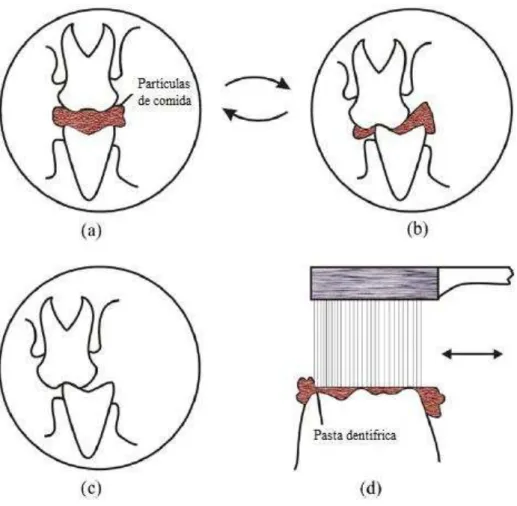 Figura 3 – Esquema do movimento de dentes na cavidade oral. (a) primeira fase da  mastigação; (b) segunda fase da mastigação; (c) bruxismo; (d) escovagem [15]