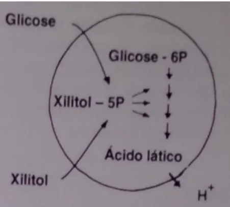 Figura 7: Fosforilação do xilitol a X-5-P, no interior da célula. Retirada de Baratieri et  al., 2000