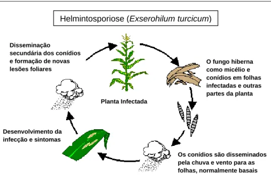 Figura 1. Ciclo de vida de Exserohilum turcicum no milho [Adaptado de Pioneer Hi-Bred Internacional (2002)]
