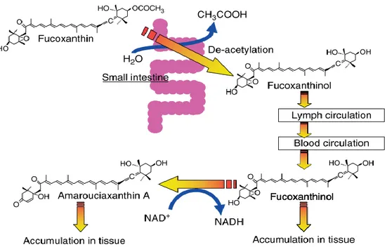 Figure 2 – Metabolic decomposition of fucoxanthin during digestion, intestinal absorption  and tissue accumulation in mice