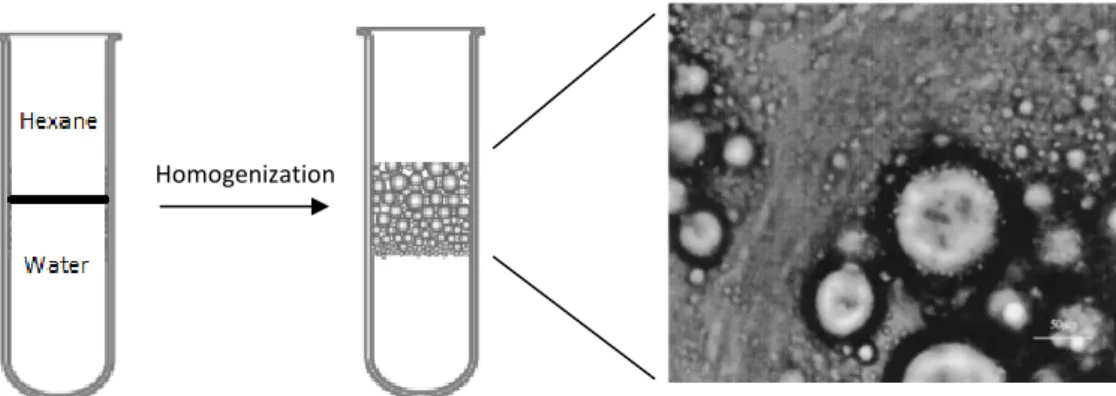 Figure 5- Representation of outcomes for emulsion instability.  When colloidal particles have a lower  density  than  the  continuous  phase  they  move  upwards  (creaming)  and  when  they  have  a  higher  density, they move downwards (sedimentation)