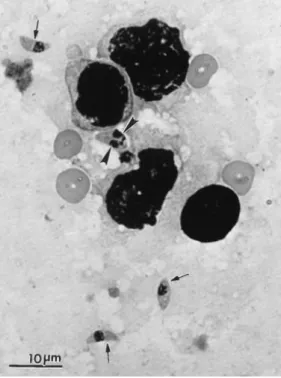 Figura 2. Esfregaço de pulmão de gato com taquizoítos de T. gondii (setas) e taquizoítos em  divisão (pontas de seta), corados com Giemsa (com a permissão de Dubey et al., 1998)