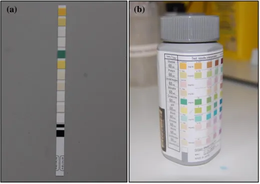 Figura 2: (a) Tira urinária de reagentes colorimétricos Aution 10PA ®  (Arkray). (b) Embalagem das tiras  urinárias Aution 10PA ® , com a escala padrão para interpretação visual dos resultados