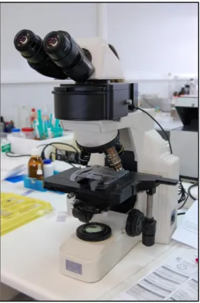 Figura 5: Microscópio ótico Nikon Eclipse E400 ® , utilizado neste estudo para o exame do sedimento  urinário