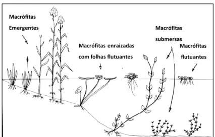 Figura 2.5 – Representação esquemática da posição relativa das macrófitas na coluna de água  (Adaptado de Campos Oliveira, 2007)