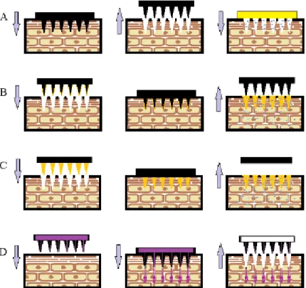 Figura  5:  Esquema  ilustrativo  dos  diferentes  processos  de  aplicação  das  micro-agulhas  através  da  pele