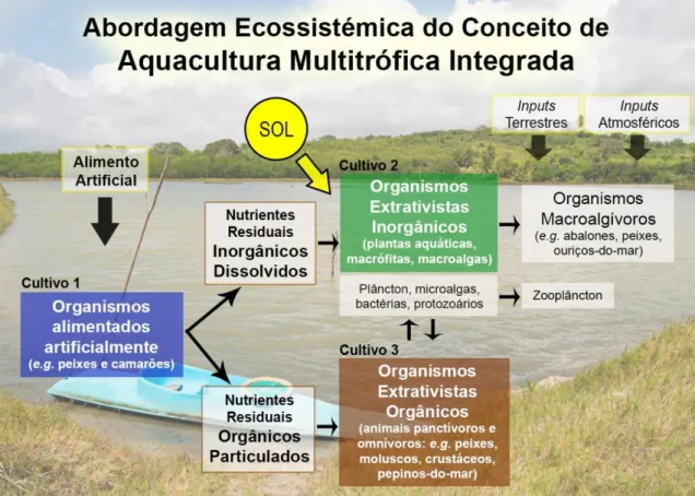 Figura 6 – Abordagem ecossistémica do conceito de aquacultura multitrófica integrada. Os nutrientes residuais  de  um  cultivo  (organismos  alimentados  artificialmente)  são  capturados  e  convertidos  em  biomassa  por  outros  dois  cultivos  com  val