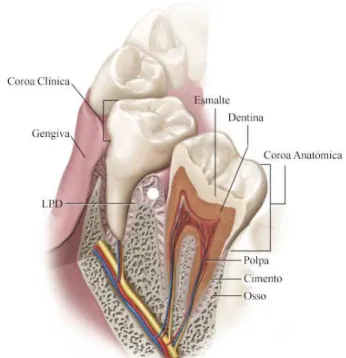 Figura 1 - Esquema do dente e dos seus tecidos adjacentes  (adaptado de Nanci, 2013, p.1)