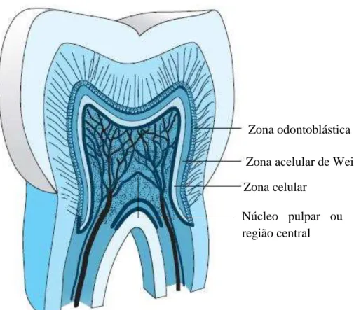 Figura 2 –  Figura representativa das várias zonas distintas da polpa. Adaptado de Kumar (2011)