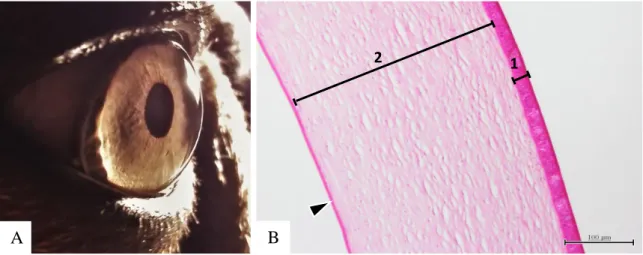 Fig. 1 A - Córnea de cão. B - corte histológico de córnea de cão. É possível observar as várias  camadas constituintes da córnea: 1) epitélio anterior; 2) estroma da córnea; e membrana de  Descemet (cabeça de seta) ampliação x100 (originais)