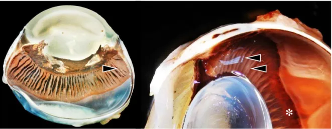 Fig.  4  Corte  longitudinal  do  globo  ocular  felino  (à  esquerda)  e  canino  (à  direita)