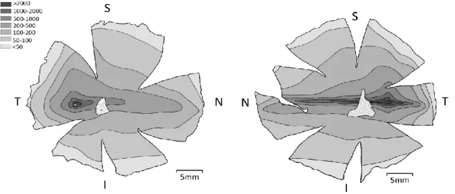 Fig.  7  Mapa  de  isodensidade  de  células  ganglionares  na  retina  esquerda  de  um  pastor  alemão  (esquerda) e direita de um lobo (direita) (adaptado de Peichl, L