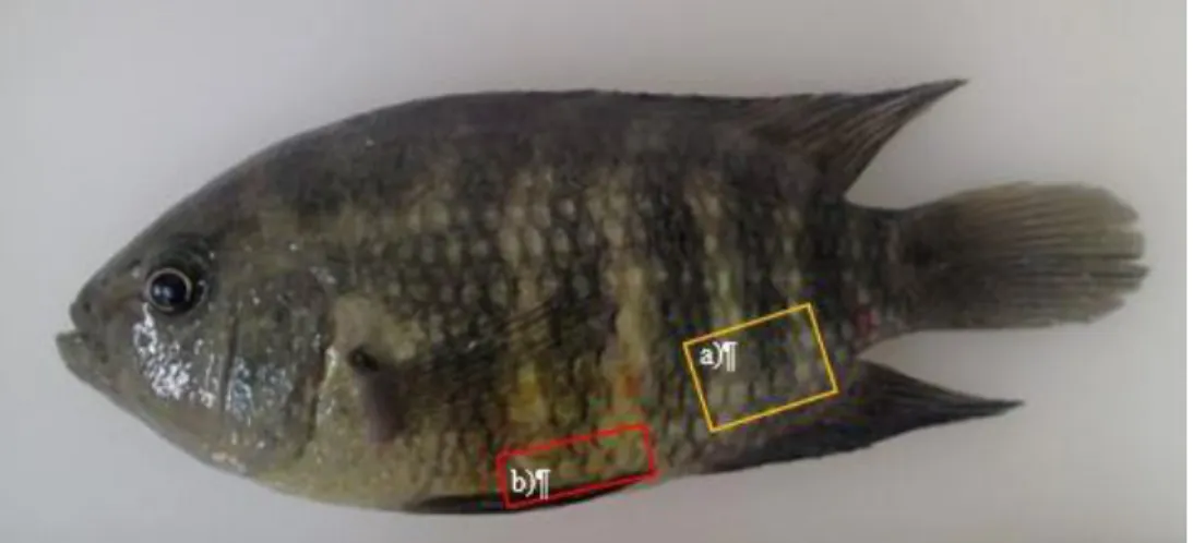 Figure 2.3) Fish sampling procedure. a.) Blood sample collection section; b.) Pit-tag injection placement