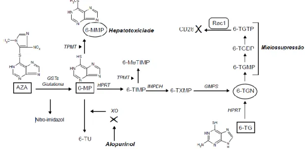 Figura 3.2: Metabolização da azatioprina e da 6-mercaptopurina.(45) 