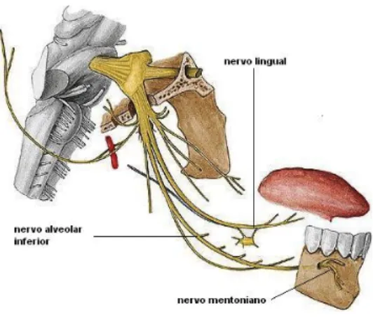 Figura 2 - Nervo mentoniano (Adaptado de Sobotta, 2006) 