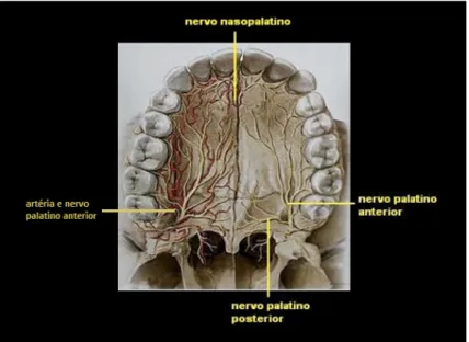 Figura 4 - Artéria e nervo palatino anterior e nasopalatino 