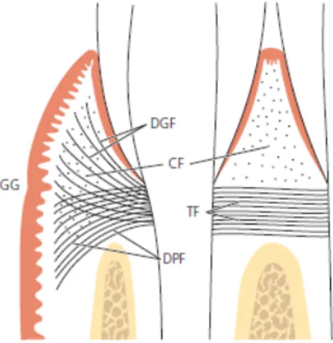 Figura 5 - Fibras gengivais: Fibras Circulares (CF); Fibras Dentogengivais (DGF);  Fibras  Dentoperiósticas (DPF); Fibras Transeptais( TF) (Adaptado de: Lindhe et al., 2003) 