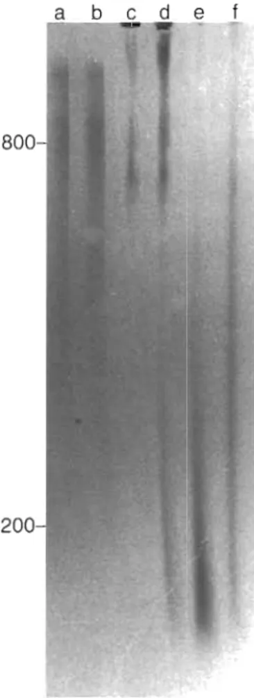 Fig.  3 .  Size  of  long-chain  polyphosphates in  Step 3  extracts  from different species of  algae  Separation  was performed on  a 2 %  polyacrylamide/0.5'!;,  agarose gel