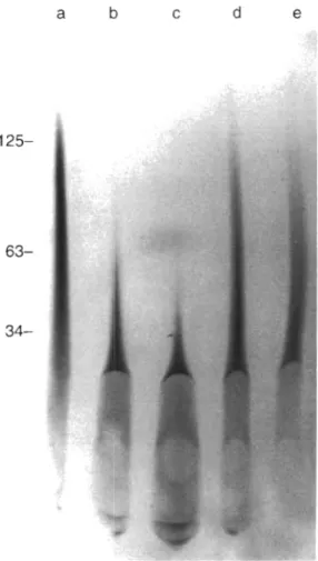 Fig. 4 .   Phaeodactylum  tricornutum.  Changes  in  the  size  of  polyphosphate  extracted  from  algae  subjected  to  hyperos-  motic shock