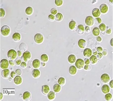 Figura 1.1.2 – Células de Chlorella sorokiniana  vistas  a  microscópio  (Giovanna  Salbitani  &amp; 