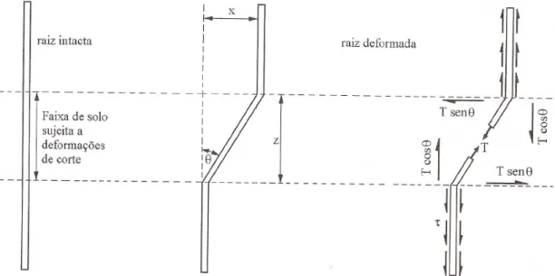 Figura 1.5 - Comportamento de um filamento de raiz quando interceptado por uma linha de corte do  solo (adaptado de Coppin e Richards, 1990)