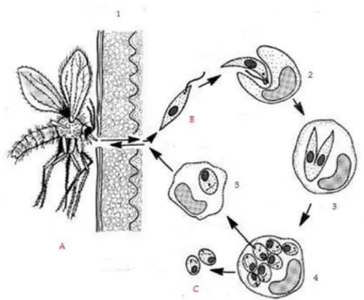 Figura 3 – Ciclo de vida de Leishmania (fonte: http://www.vet.uga.edu/vpp/clerk/joiner/,  2005)