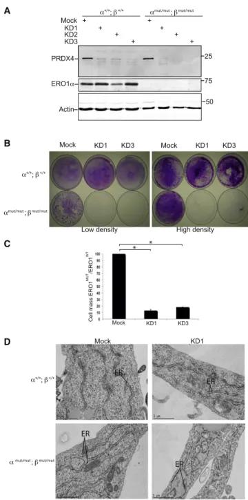 Figure 3. PRDX4 Buffers the Consequences of ERO1 Deficiency in MEFs