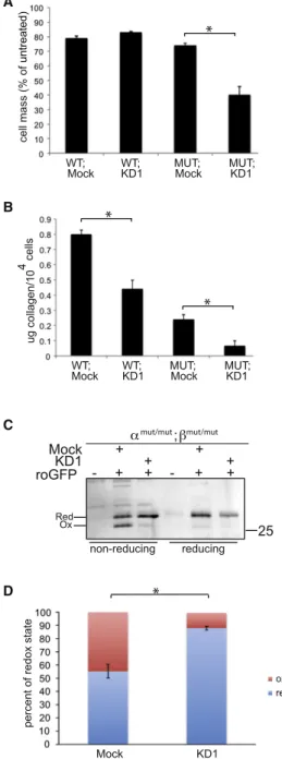 Figure 4. Hypersensitivity to Reducing Agents, Defective Collagen Secretion, and a More Reduced ER Redox Poise in ERO1-Deficient Cells Lacking PRDX4