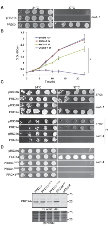 Figure 5. ER-Localized, Enzymatically Active PRDX4 Rescues a Lethal Mutation of Yeast ERO1