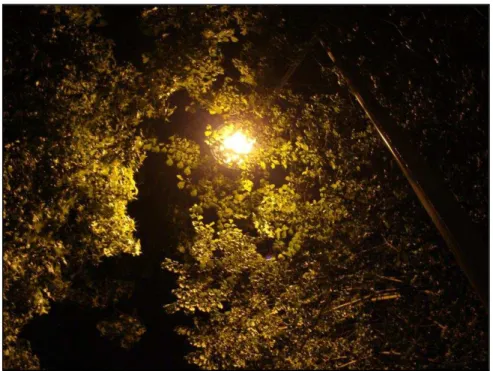 Figura 14 Poste de iluminação pública, coberto com a copa das árvores 