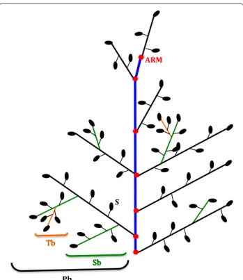Figure 1 Structure of a rice panicle. Schematic representation of a rice panicle comprising a main central axis (blue line) named rachis, to which primary branches (Pb) are attached (black lines); the primary branches bear secondary branches (Sb, green lin