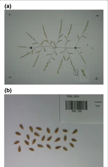 Figure 2 Panicle and seed image preparation. (a) The panicle is spread out on a white background and held in place by metal pins, the two black marks are the positions of the start and end of the panicle rachis