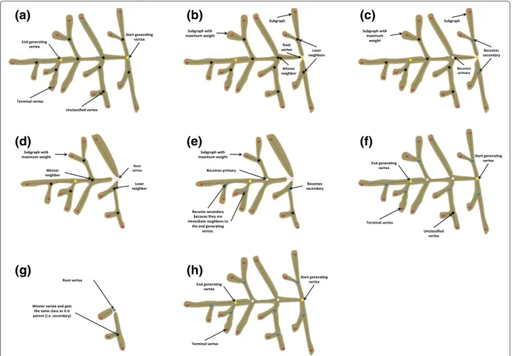 Figure 4 Graph decomposition and vertex classification. (a) original graph, (b) decomposing the graph at the start generating vertex (root), (c) classifying the neighbors of the start generating vertex, (d) decomposing the maximum weighed sub-graph at its 