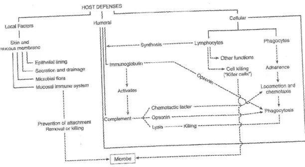 Ilustração 2- A relação entre os diferentes componentes de defesa do hospedeiro (Topazian R et  al