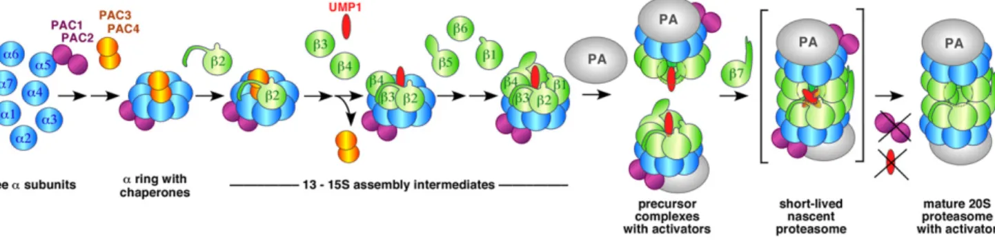 Figure 2. Assembly Pathway of Eukaryotic 20S Proteasomes