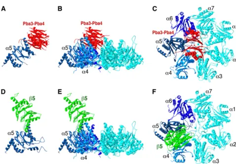 Figure 3. Structural Models of Proteasome Assembly Intermediates