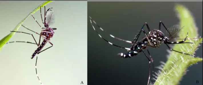 Figura 2: Mosquitos Ae. aegypti (A) e Ae. albopictus (B) (Fonte ECDC).