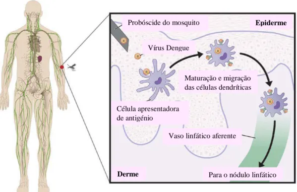 Figura 3: Transmissão do vírus Dengue através do mosquito e disseminação no  organismo humano (Adaptado de CDC).