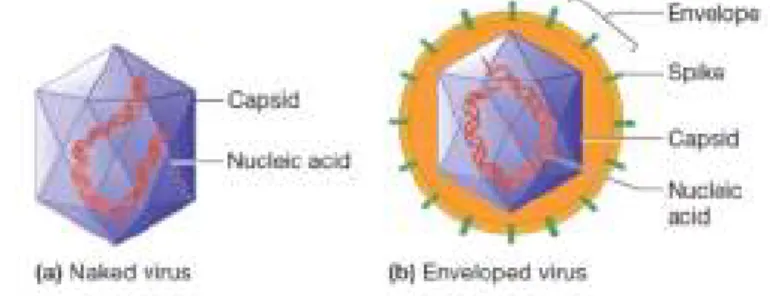 Fig. 1 - Estrutura generalizada dos vírus- (a) Vírus sem invólucro; (b) Vírus com invólucro