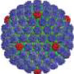 Fig. 3- Cápside de HSV, imagem tratada (vermelho: pentâmeros,  azul hexâmeros) (Carter e Saunders, 2007)