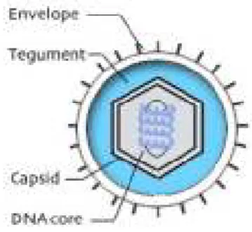Fig. 4 - Estrutura do vírião herpes  