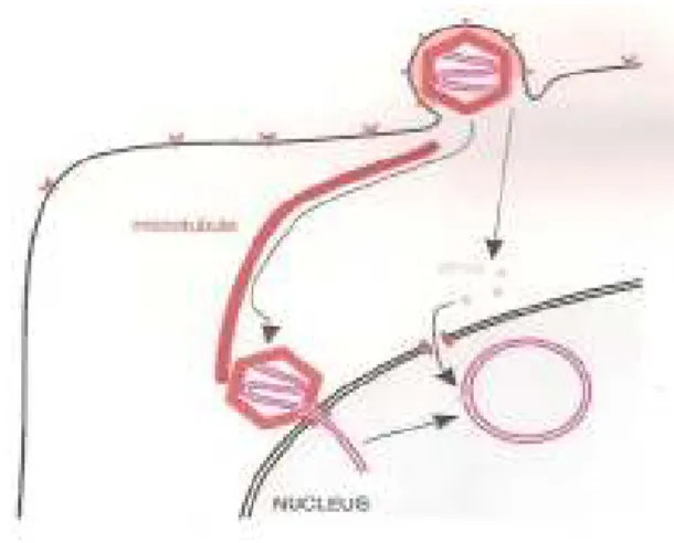 Fig. 6 -  Migração da cápside de HSV-1 e da proteína VP16 para o núcleo;  
