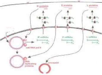 Fig. 7 -  Transcrição do DNA viral (HSV-1) no núcleo em três fases: IE= imediata ou muito precoce; E= precoce; L= 