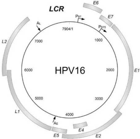 Figura 1: Mapa genómico do HPV 16 