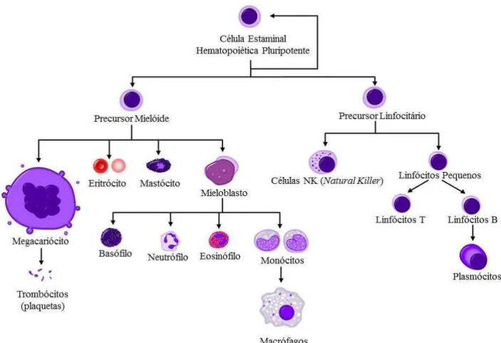Figura 1 - Células Hematopoiéticas. Adaptado de: A. Rad (2009). Hematopoiesis diagram
