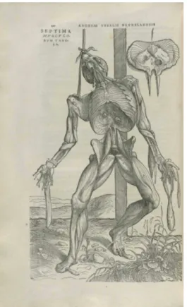 Ilustração do livro de Andreas Vesalius, De  corporis humani fabrica libri septem (1543),  representando dissecação profunda,  músculos respiratórios, diafragma  particularizado e visceras removidas