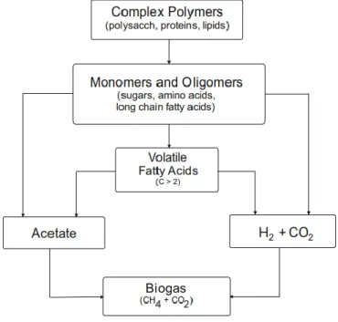 Figure 1. The four main phases of biogas formation. [4] 