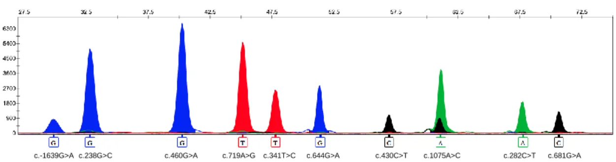 Figure  9.  Electropherogram  obtained  after  multiplex  minisequencing  analysis.  For  the  polymorphisms  c.719A>G,  c.282C>T and c.681G>A were designed reverse extension primers, leading to the detection of the complementary base