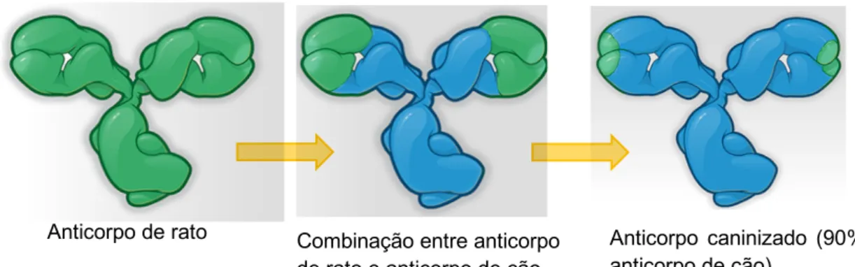 Figura  5  -  Representação  esquemática  do  processo  de  caninização  de  um  anticorpo